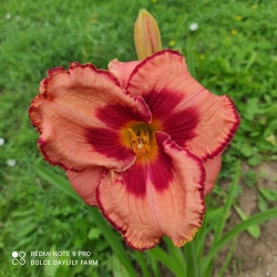 Daylily In too deep