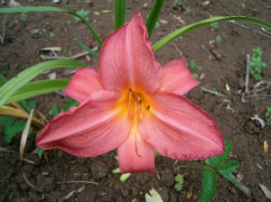 Daylily Gift of Love