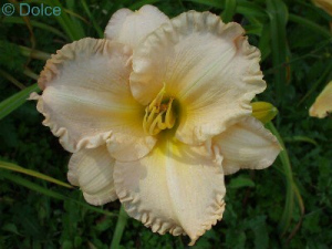 Daylily Iced Champagne