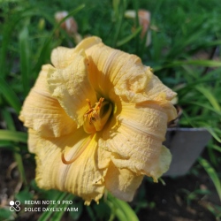 Daylily Coconut Surprise