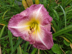 Daylily Queen CZ