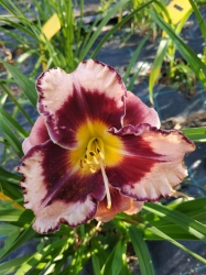Daylily Rock Solid