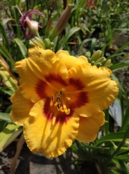 Daylily Brookwood Lee Causey